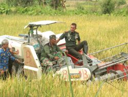 Kodim 0723/Klaten Panen Raya Padi Di Lahan Tidur Tambongwetan, Dukung Swasembada Pangan Nasional