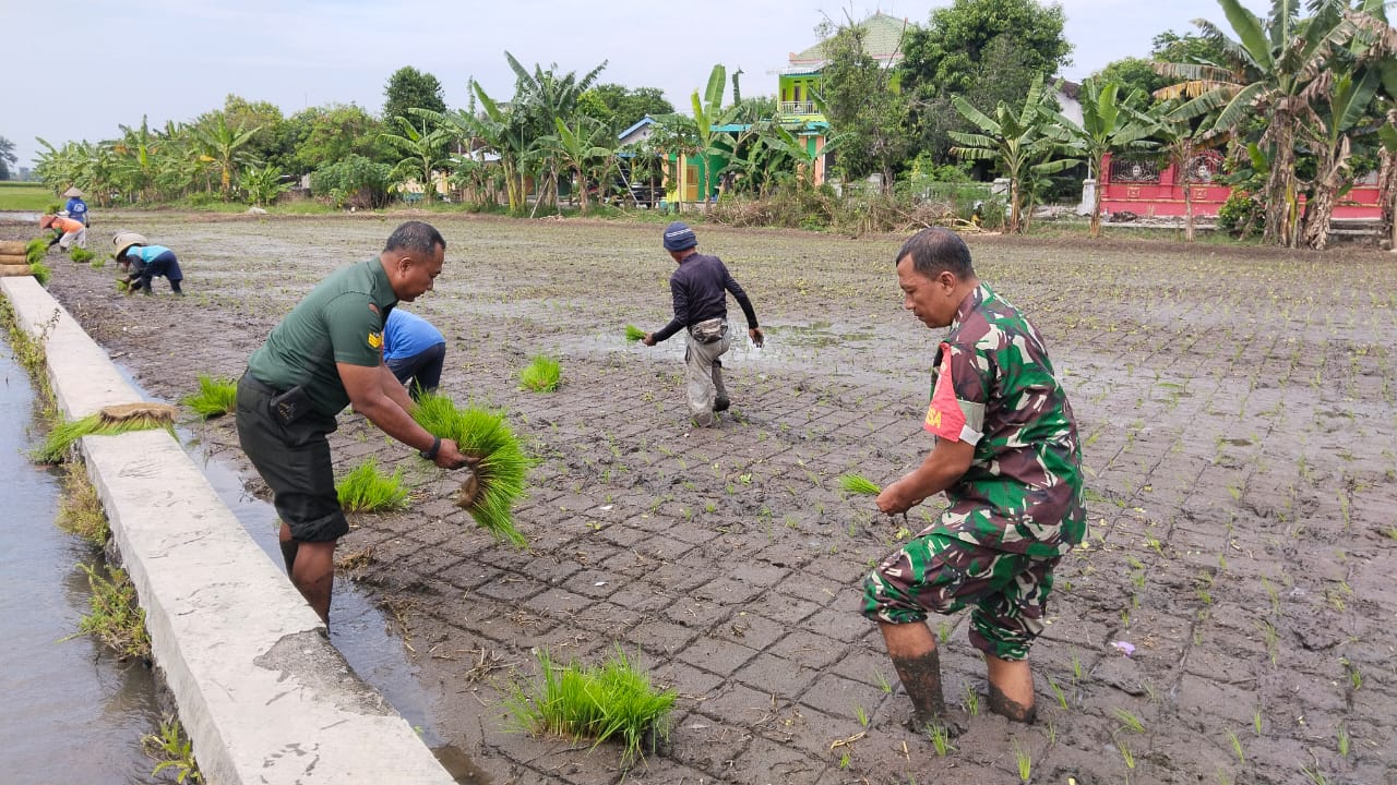 Pendampingan Penanaman Padi Oleh Babinsa Koramil 22 Wonosari Di Desa Bentangan Klaten