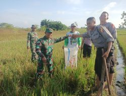 Gropyokan Tikus, Koramil 03/Delanggu Bersama Warga Desa Krecek Bergerak Selamatkan Tanaman Padi