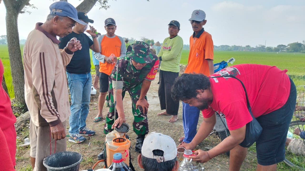 Babinsa Desa Balak Dan Perangkat Desa Dampingi Uji Coba Pupuk Cair Organik Di Lahan Kelompok Tani Sumber Rejeki