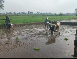 Bantu Petani, Babinsa Koramil 14/Karanganom Dampingi Penanaman Padi Di Desa Jurang Jero Klaten