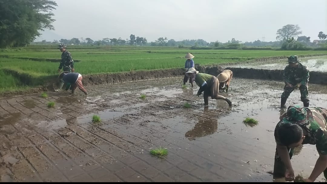 Bantu Petani, Babinsa Koramil 14/Karanganom Dampingi Penanaman Padi Di Desa Jurang Jero Klaten