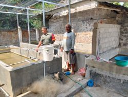 Dukung Pemberdayaan Ekonomi Warga, Babinsa Koramil 12/Manisrenggo Sambangi Peternak Lele Di Desa Kebonalas Klaten