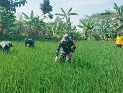 Dampingi Petani Binaan, Babinsa Koramil 24 Klaten Utara Bersihkan Gulma Dan Tinjau Pompanisasi Di Barenglor
