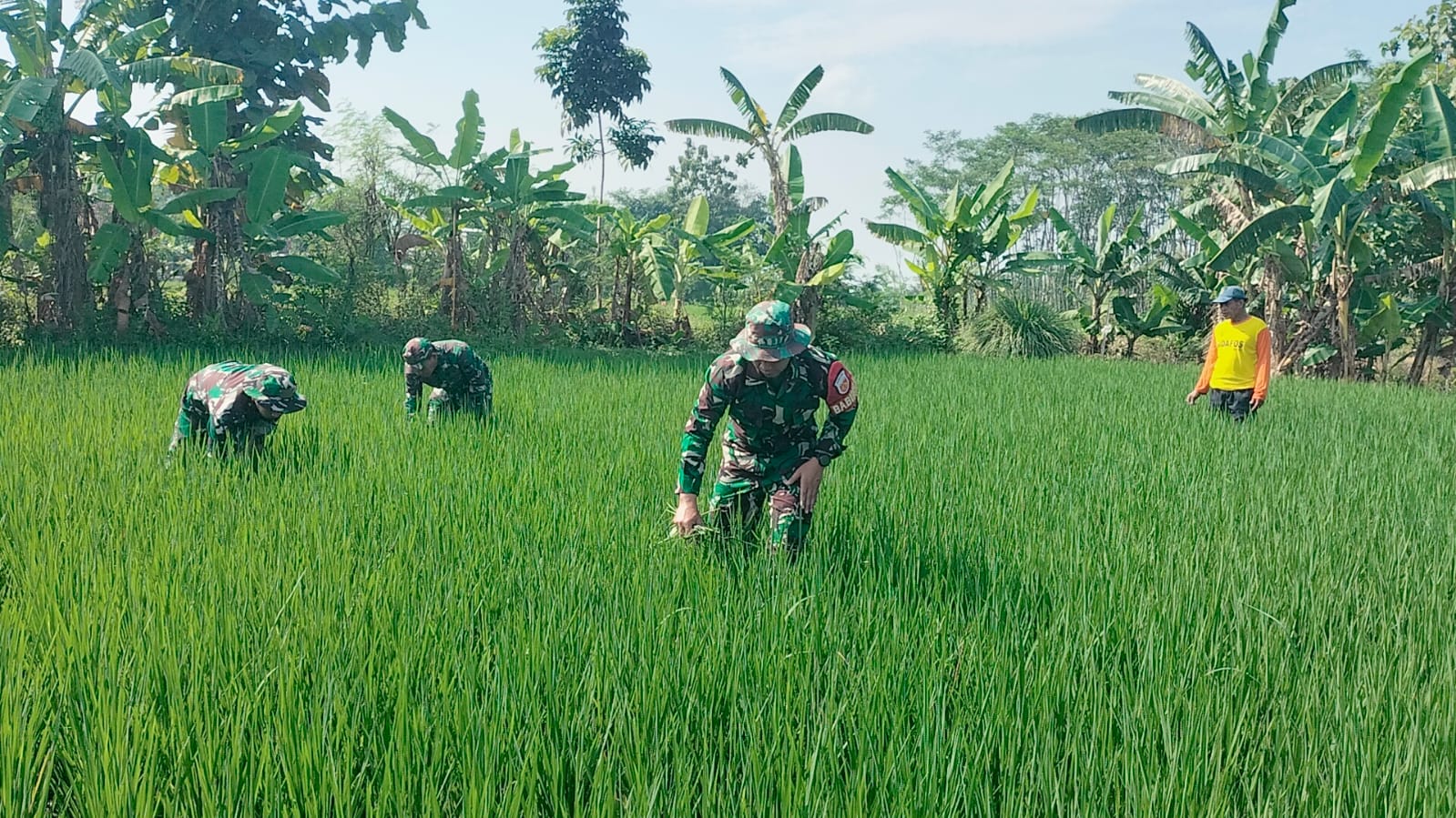 Dampingi Petani Binaan, Babinsa Koramil 24 Klaten Utara Bersihkan Gulma Dan Tinjau Pompanisasi Di Barenglor