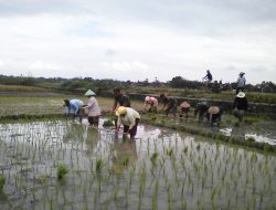 Babinsa Koramil 20/Cawas Dampingi Penanaman Padi Di Desa Nanggulan Dorong Optimalisasi Sektor Pertanian