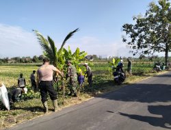 Sinergi Basmi Tikus Di Lahan Pertanian Wedi, Koramil 07/Wedi Kodim 0723/Klaten Lakukan Gropyokan