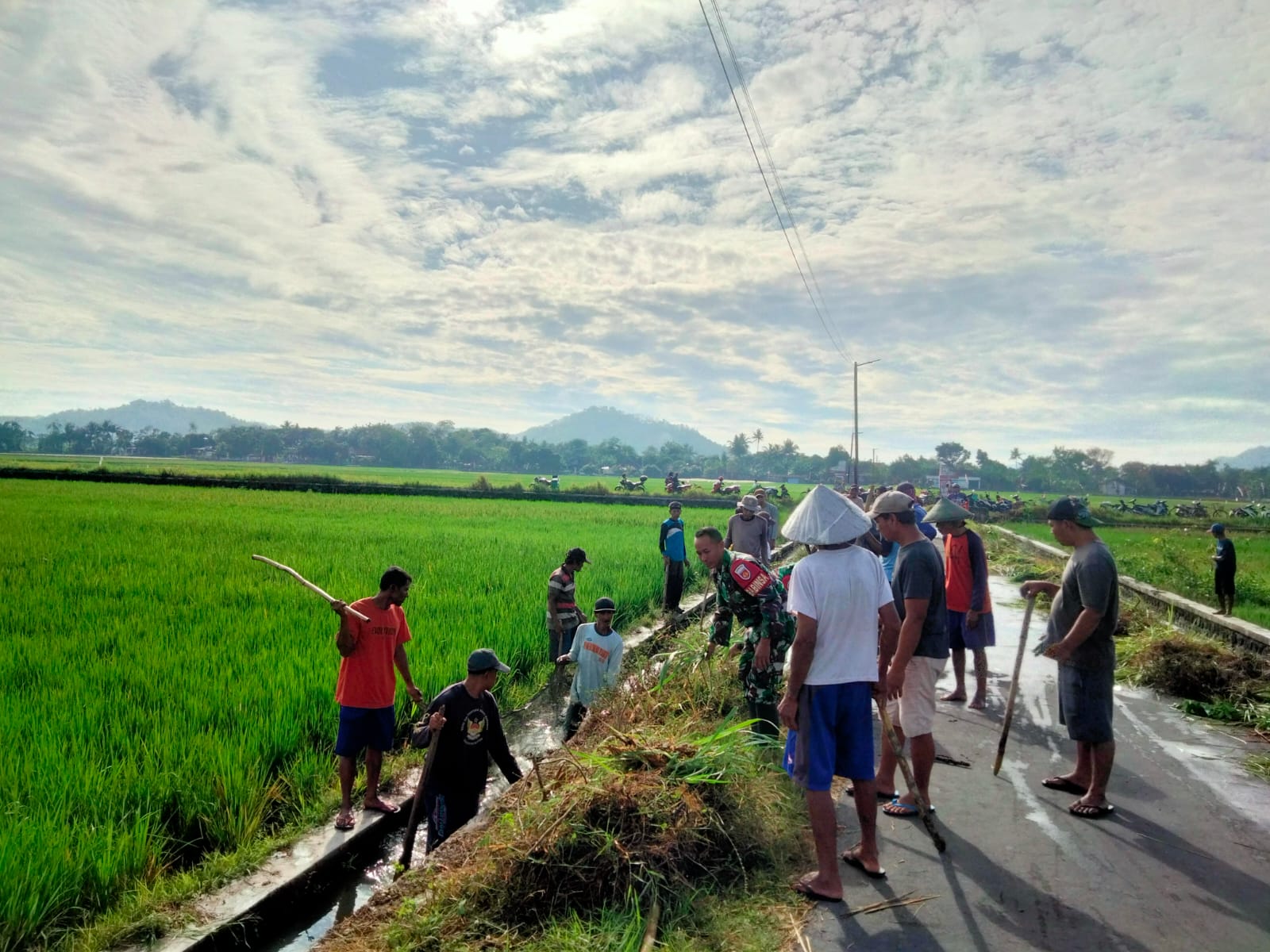 TNI Dan Petani Bersatu Perangi Hama Tikus: Aksi Desa Pacing Demi Ketahanan Pangan Dan Produktivitas Sawah