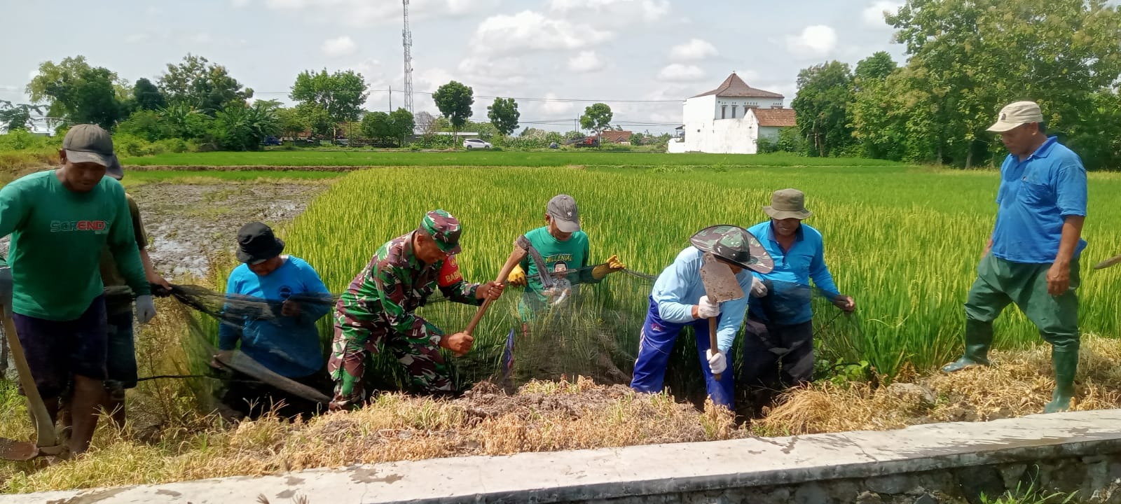 Kendalikan Hama Tikus, Babinsa Bentangan Klaten Gropyokan Tikus Dampingi Petani Binaan