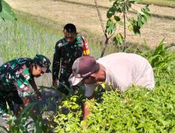 Babinsa Klaten Utara Bantu Pengairan Lahan Padi, Perkuat Ketahanan Pangan