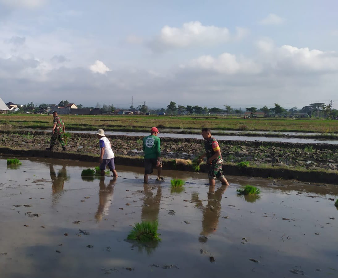 Perkuat Ketahanan Pangan, Babinsa Kebonarum Klaten Turun Ke Sawah