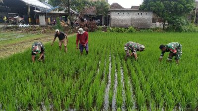 Penyiangan Padi Di Desa Wonoboyo Klaten, Babinsa Koramil 02/Jogonalan Bantu Petani Poktan Gawe Makmur