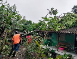 Babinsa Koramil 09/Prambanan Bersama Bhabinkamtibmas Evakuasi Pohon Tumbang Di Desa Kokosan