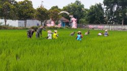 Babinsa Koramil 01/Kota Kodim Klaten Bantu Petani Tingkatkan Produktivitas Padi Di Desa Jomboran