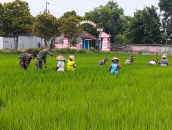 Babinsa Koramil 01/Kota Kodim Klaten Bantu Petani Tingkatkan Produktivitas Padi Di Desa Jomboran