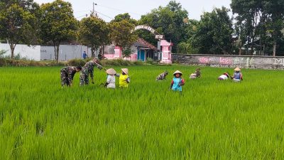Babinsa Koramil 01/Kota Kodim Klaten Bantu Petani Tingkatkan Produktivitas Padi Di Desa Jomboran