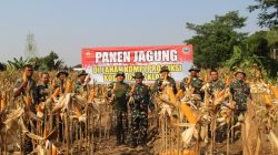 Kodim 0723/Klaten Panen Raya Jagung R7, Dukung Percepatan Swasembada Pangan Nasional