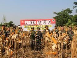 Kodim 0723/Klaten Panen Raya Jagung R7, Dukung Percepatan Swasembada Pangan Nasional
