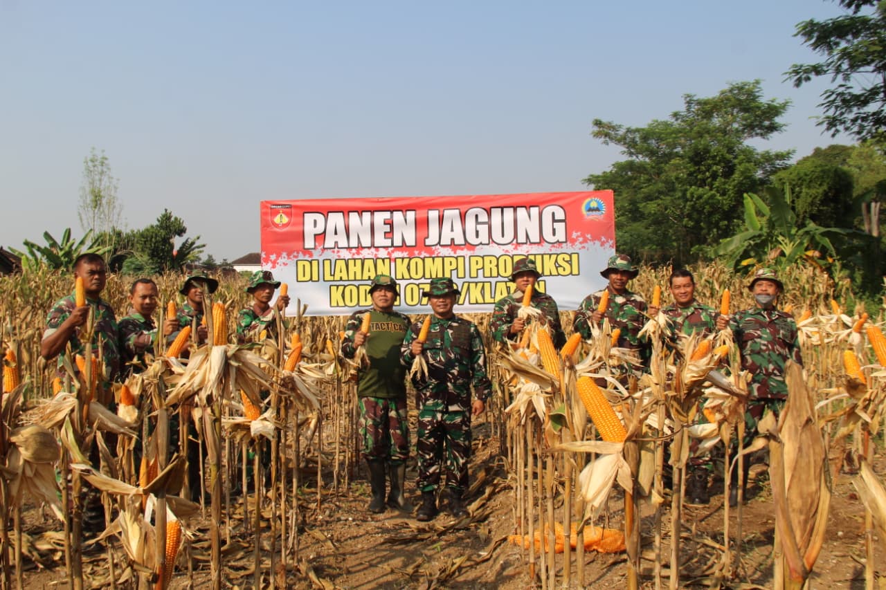 Kodim 0723/Klaten Panen Raya Jagung R7, Dukung Percepatan Swasembada Pangan Nasional