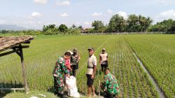 Babinsa Koramil Wedi Dampingi Pemupukan Padi, Perkuat Ketahanan Pangan