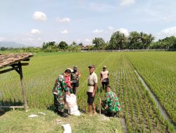 Babinsa Koramil Wedi Dampingi Pemupukan Padi, Perkuat Ketahanan Pangan