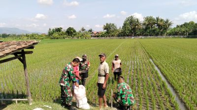 Babinsa Koramil Wedi Dampingi Pemupukan Padi, Perkuat Ketahanan Pangan