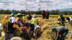 Babinsa Koramil 24/Klaten Utara Dampingi Panen Padi, Perkuat Kemanunggalan TNI-Rakyat Dan Dukung Swasembada Pangan