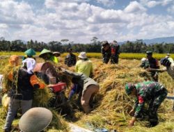 Babinsa Koramil 24/Klaten Utara Dampingi Panen Padi, Perkuat Kemanunggalan TNI-Rakyat Dan Dukung Swasembada Pangan