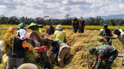 Babinsa Koramil 24/Klaten Utara Dampingi Panen Padi, Perkuat Kemanunggalan TNI-Rakyat Dan Dukung Swasembada Pangan