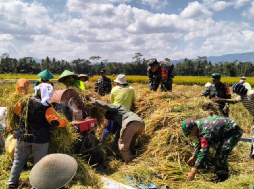 Babinsa Koramil 24/Klaten Utara Dampingi Panen Padi, Perkuat Kemanunggalan TNI-Rakyat Dan Dukung Swasembada Pangan
