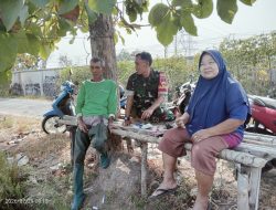 Pantau Pertanian Di Wilayah Binaan, Babinsa Desa Gumulan Perkuat Sinergi Dengan Petani