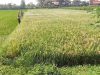 Babinsa Koramil 02/Jogonalan Bantu Petani Pasang Jaring Penghalau Burung Di Lahan Padi Desa Rejoso