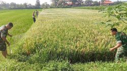 Babinsa Koramil 02/Jogonalan Bantu Petani Pasang Jaring Penghalau Burung Di Lahan Padi Desa Rejoso Babinsa Koramil 02/Jogonalan Bantu Petani Pasang Jaring Penghalau Burung Di Lahan Padi Desa Rejoso