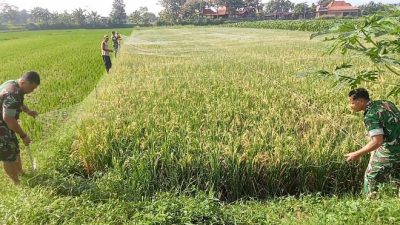 Babinsa Koramil 02/Jogonalan Bantu Petani Pasang Jaring Penghalau Burung Di Lahan Padi Desa Rejoso Babinsa Koramil 02/Jogonalan Bantu Petani Pasang Jaring Penghalau Burung Di Lahan Padi Desa Rejoso