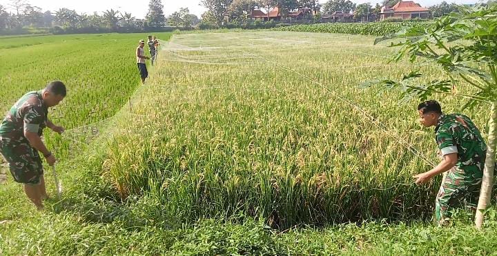 Babinsa Koramil 02/Jogonalan Bantu Petani Pasang Jaring Penghalau Burung Di Lahan Padi Desa Rejoso