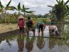 Cek LTT Dan Pompanisasi, Babinsa Koramil 12/Manisrenggo Bantu Petani Tanam Padi