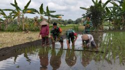 Cek LTT Dan Pompanisasi, Babinsa Koramil 12/Manisrenggo Bantu Petani Tanam Padi Cek LTT Dan Pompanisasi, Babinsa Koramil 12/Manisrenggo Bantu Petani Tanam Padi