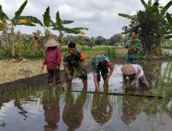Cek LTT Dan Pompanisasi, Babinsa Koramil 12/Manisrenggo Bantu Petani Tanam Padi