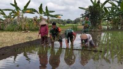 Cek LTT Dan Pompanisasi, Babinsa Koramil 12/Manisrenggo Bantu Petani Tanam Padi Cek LTT Dan Pompanisasi, Babinsa Koramil 12/Manisrenggo Bantu Petani Tanam Padi