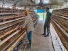 Babinsa Koramil 12/Manisrenggo Sambangi Peternak Ayam Petelur, Dukung Ketahanan Pangan Dan Perekonomian Warga