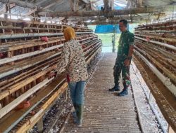 Babinsa Koramil 12/Manisrenggo Sambangi Peternak Ayam Petelur, Dukung Ketahanan Pangan Dan Perekonomian Warga