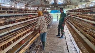 Babinsa Koramil 12/Manisrenggo Sambangi Peternak Ayam Petelur, Dukung Ketahanan Pangan Dan Perekonomian Warga