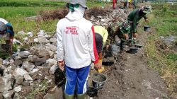 Babinsa Koramil 06/Kebonarum Bantu Warga Bangun Parit Persawahan Di Desa Gondang